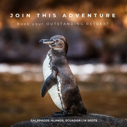 Copy of Galápagos Post.zip - Final (14)