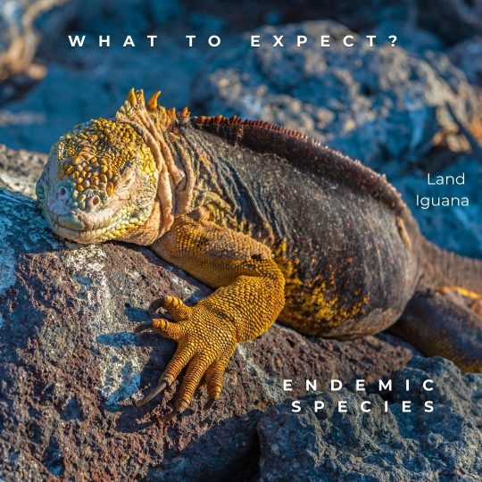 Copy of Galápagos Post.zip - Final (3)