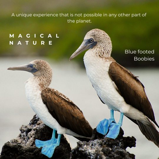 Copy of Galápagos Post.zip - Final (5)