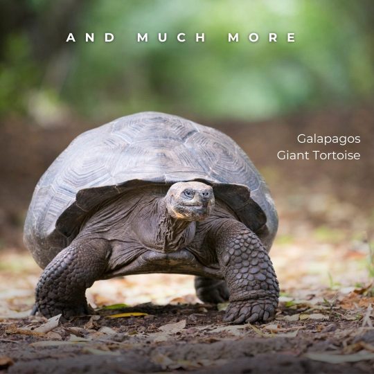 Copy of Galápagos Post.zip - Final (9)